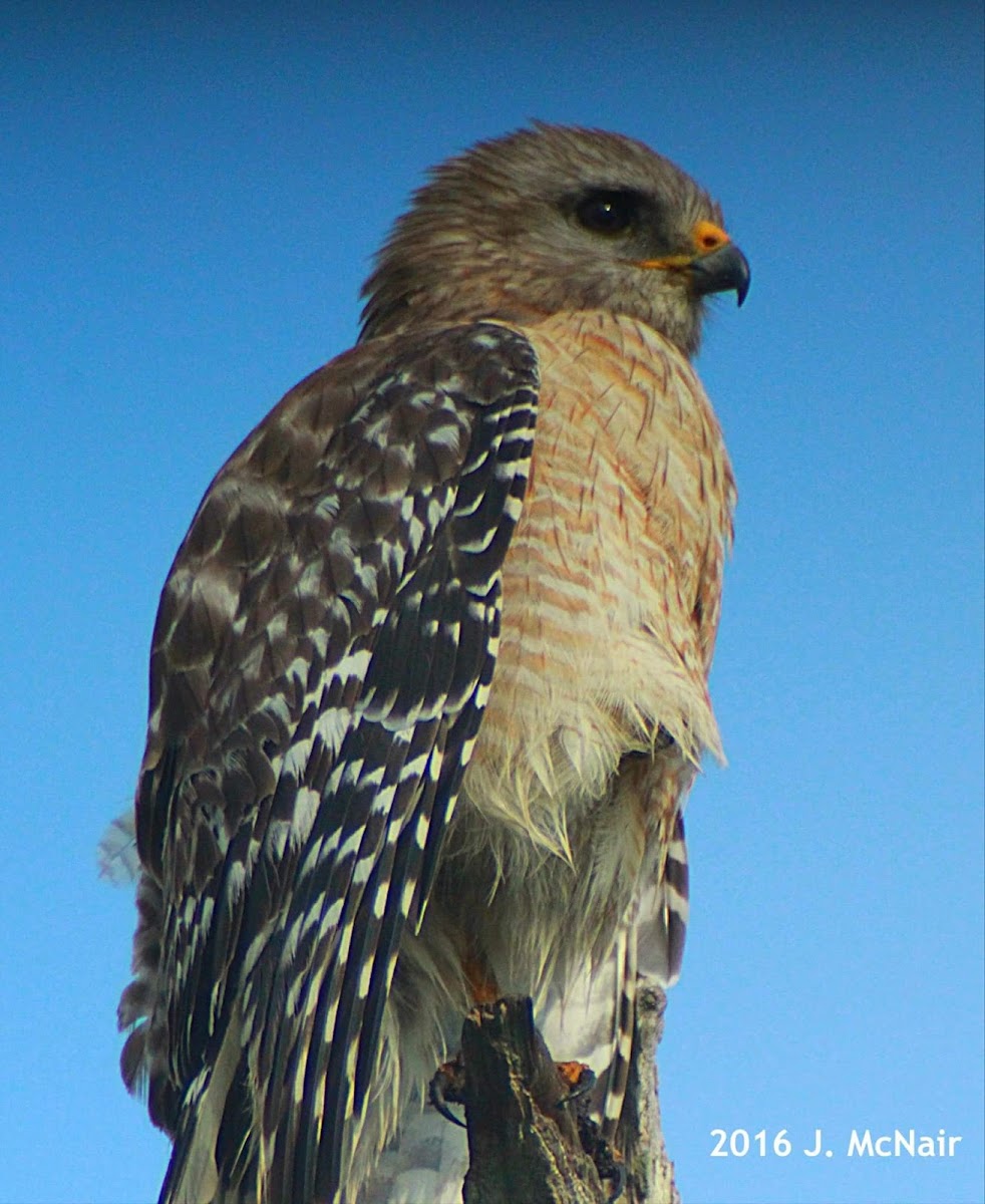 Red-shouldered Hawk