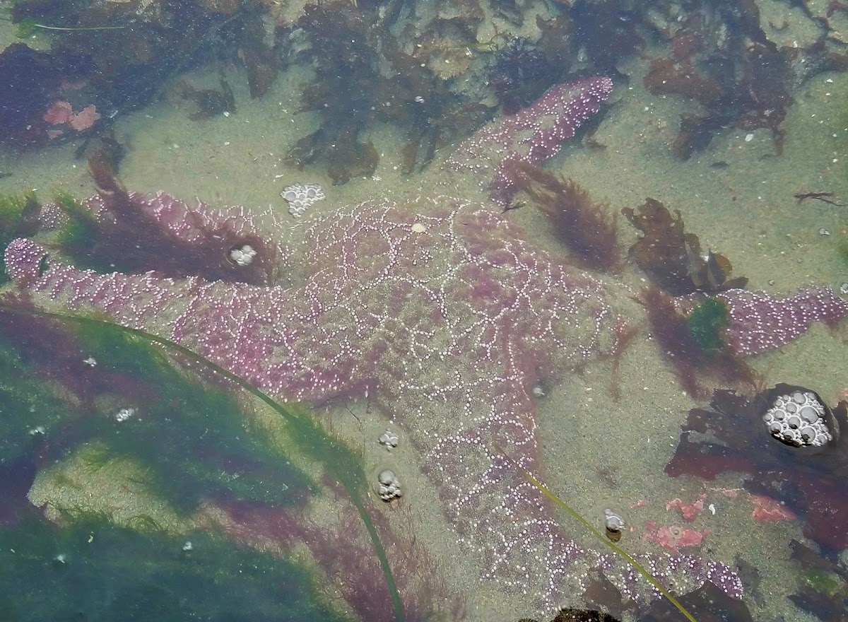 Ochre sea star