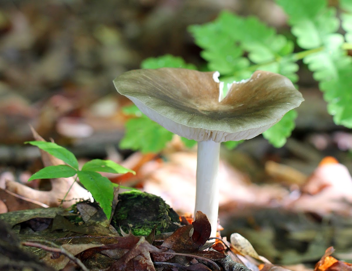 Platterful Mushrooms