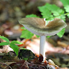 Platterful Mushrooms