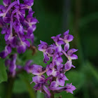 Early Purple Orchid