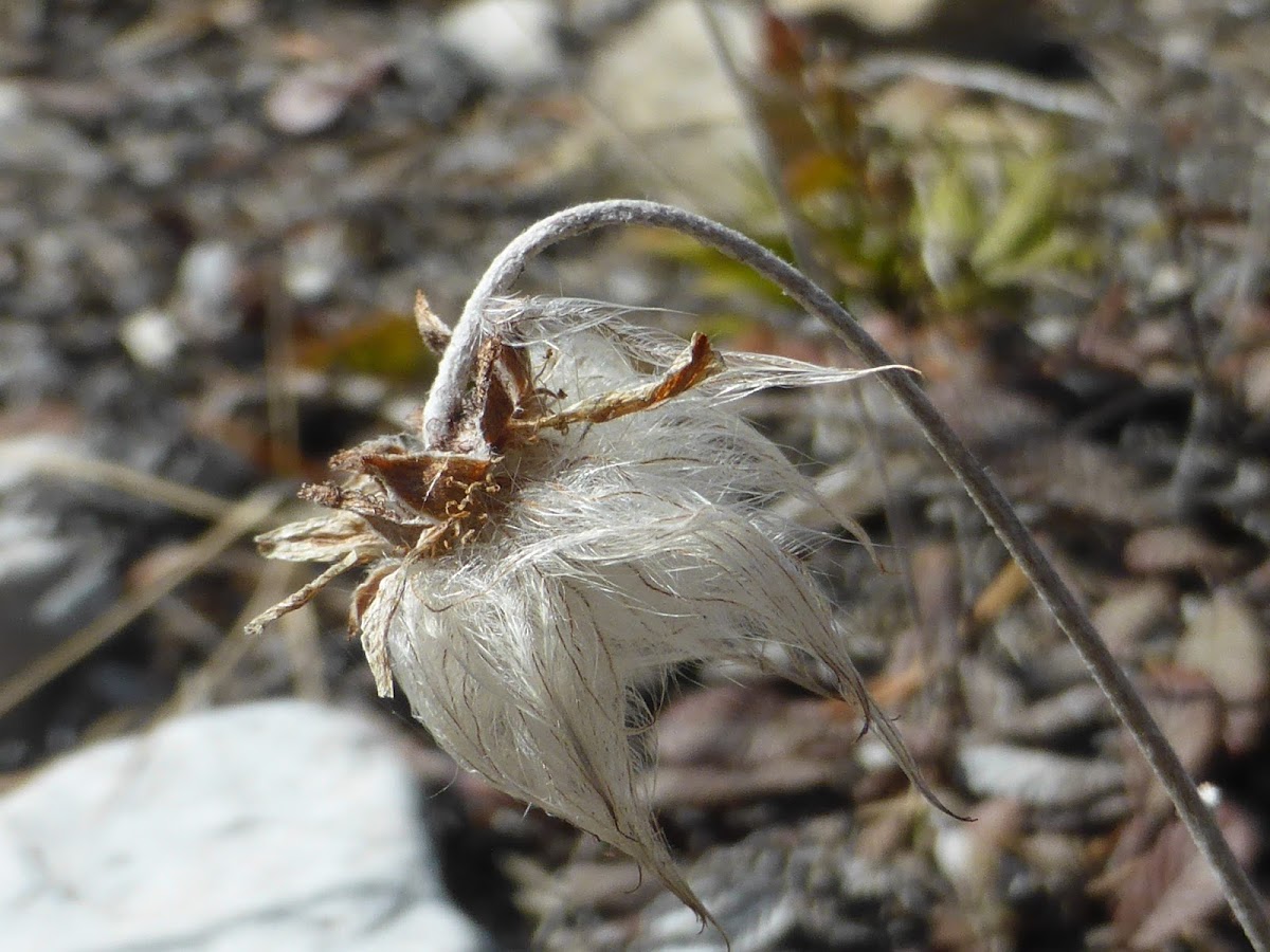 Drummond's Mountain-avens