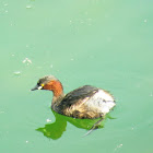 Little Grebe