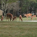 White-tailed deer