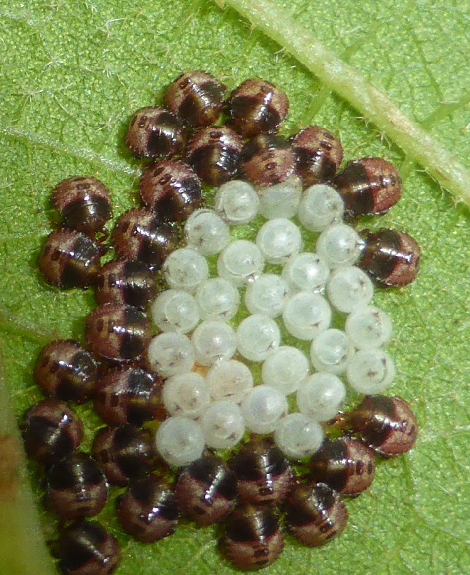 Pentatomoid Nymphs