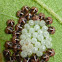 Pentatomoid Nymphs