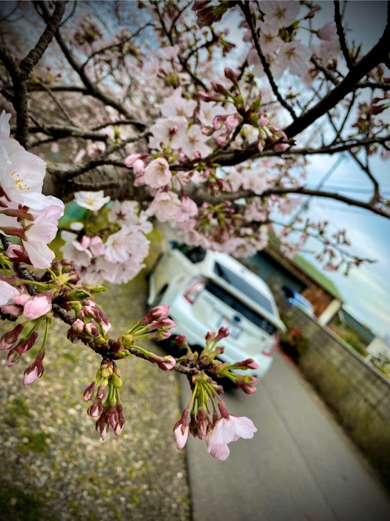 プリウスの30プリウス・花粉・桜とコラボ・桜と愛車に関するカスタム事例の投稿画像1枚目