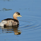 Grebe  -  Little Grebe