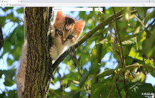 Cats Background Tab Theme small promo image