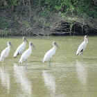 Wood Stork