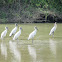 Wood Stork