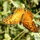 Mexican Fritillary