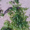 Sea Lettuce