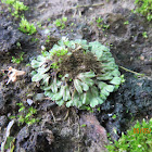 Pteridophyte