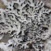 Shield Lichen