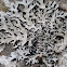 Shield Lichen