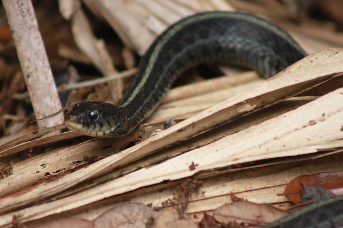 Eastern Garter Snake