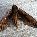 Northern Apple Sphinx Moth