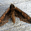 Northern Apple Sphinx Moth