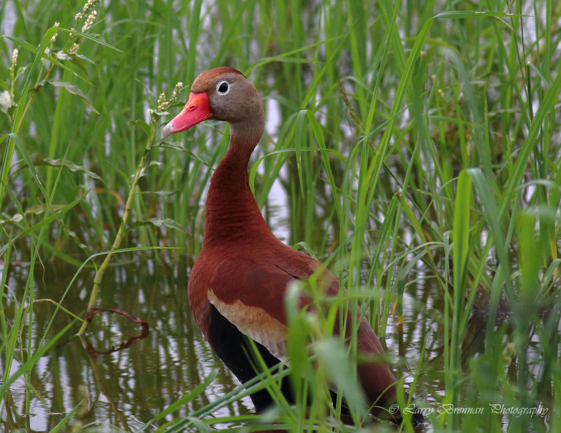 Black-bellied Whistling-Duck