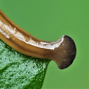 Land Planarian or Land Flatworms