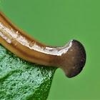 Land Planarian or Land Flatworms