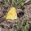 Clouded Yellow