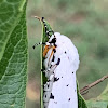 Salt Marsh Moth