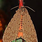 Tussock Moth