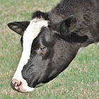 Holstein cow