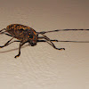 Longhorn Beetle