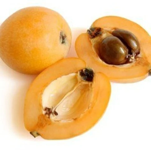 Loquat Single