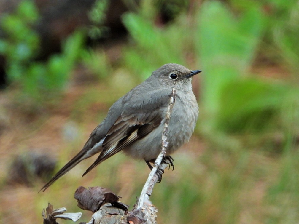 Townsend's solitaire