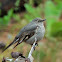 Townsend's solitaire