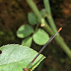 Orange tailed marsh dart