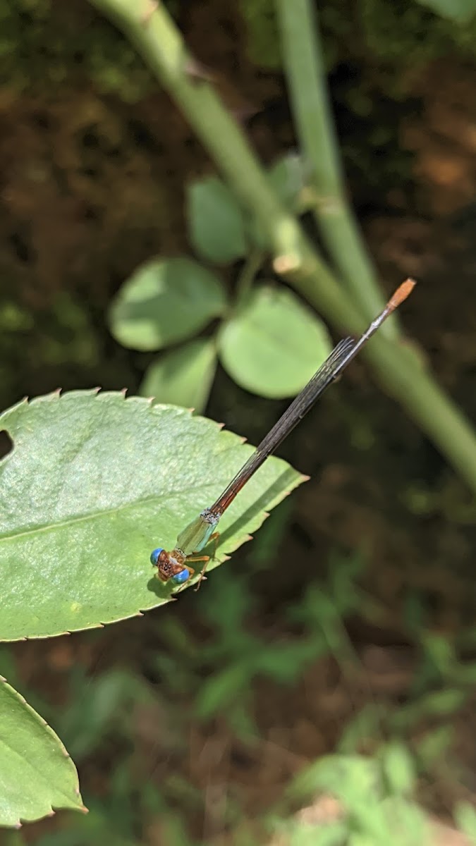 Orange tailed marsh dart