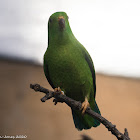 Blue-crowned Hanging Parrot