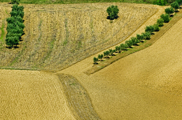 Olivi in linea di Croatti Carlo