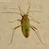 Mirid Bug