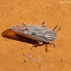 Planthopper