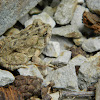 Fowler's Toad