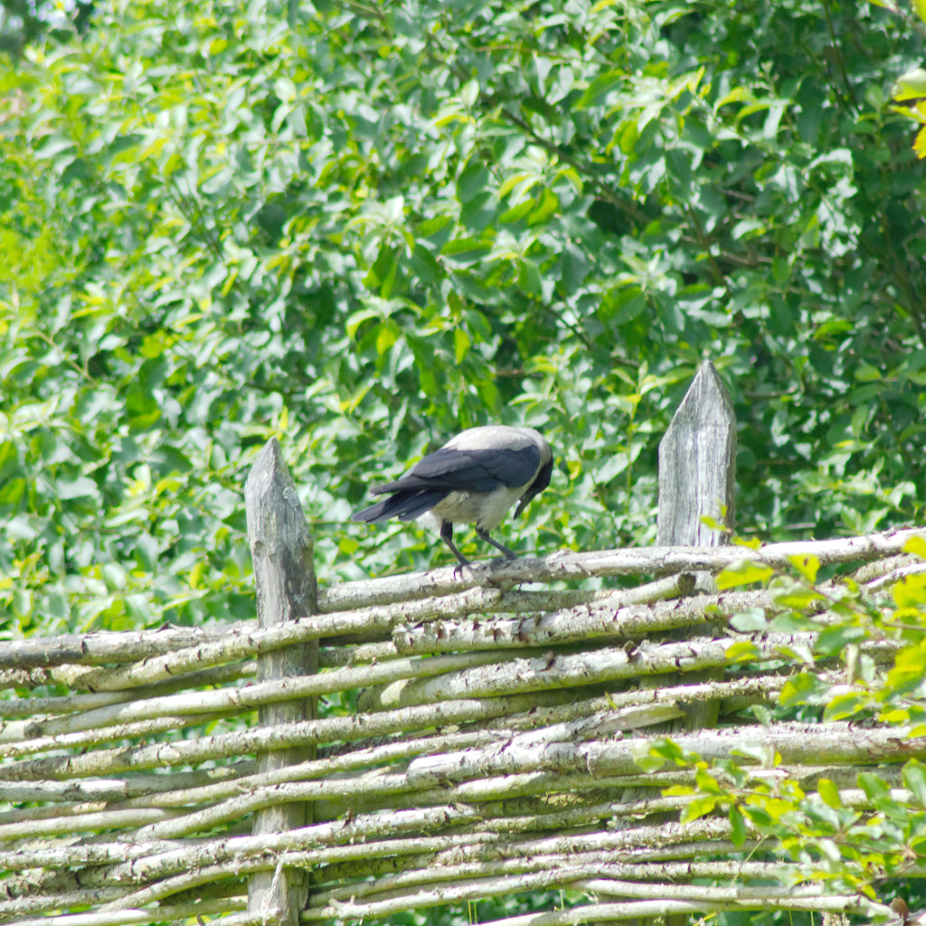 Hooded Crow