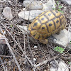 Angulate tortoise