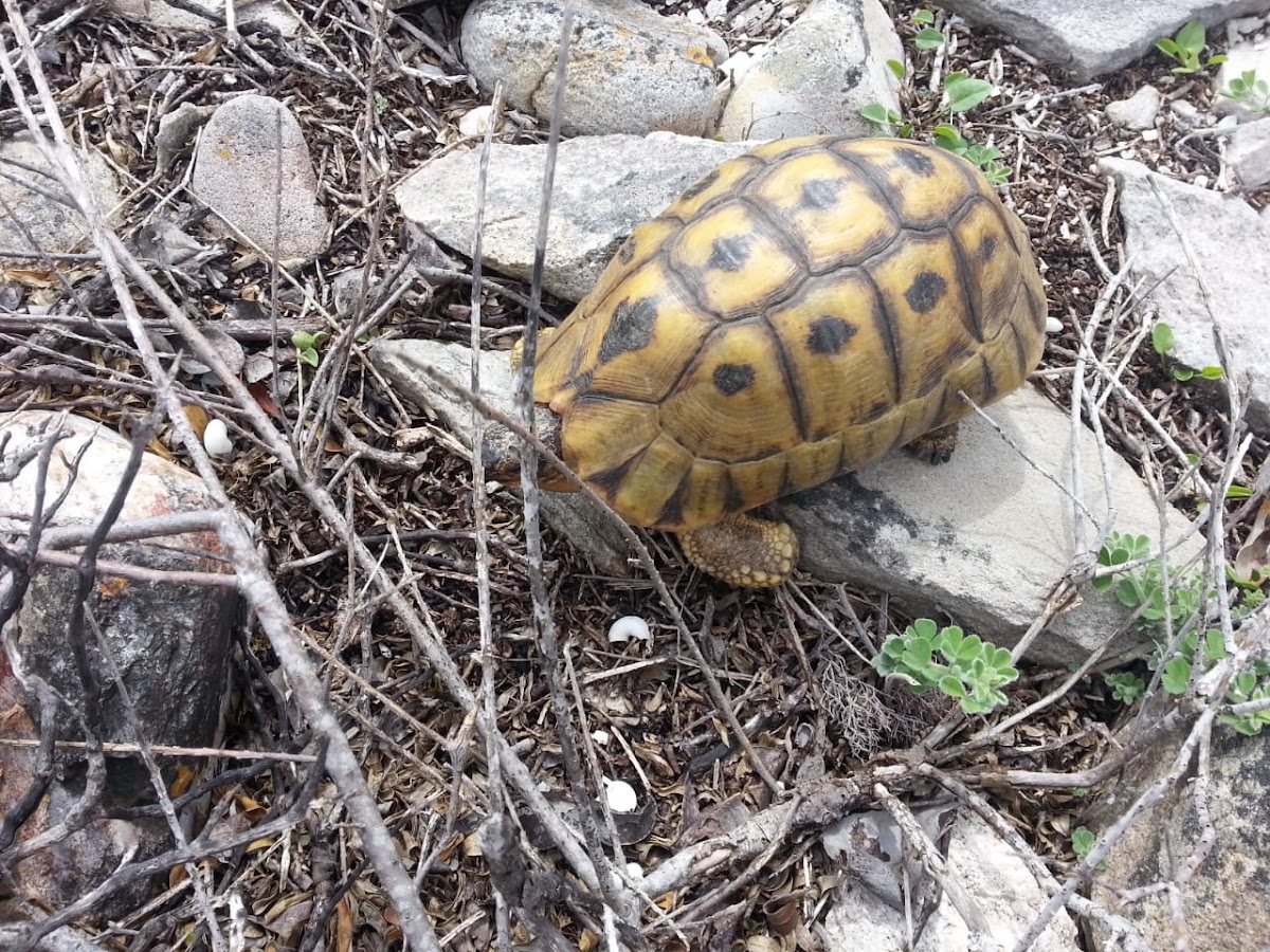 Angulate tortoise