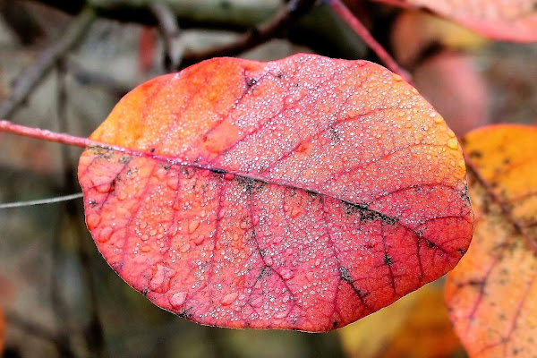 Il rosso e il giallo dell'autunno di paolo-spagg