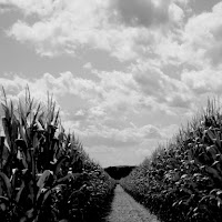 Il campo di Granturco di 