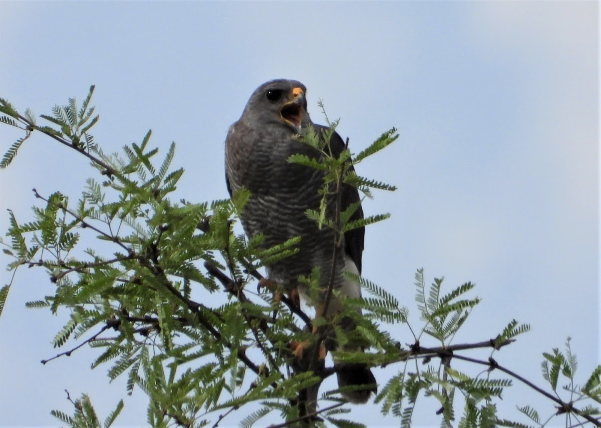 Mexican goshawk