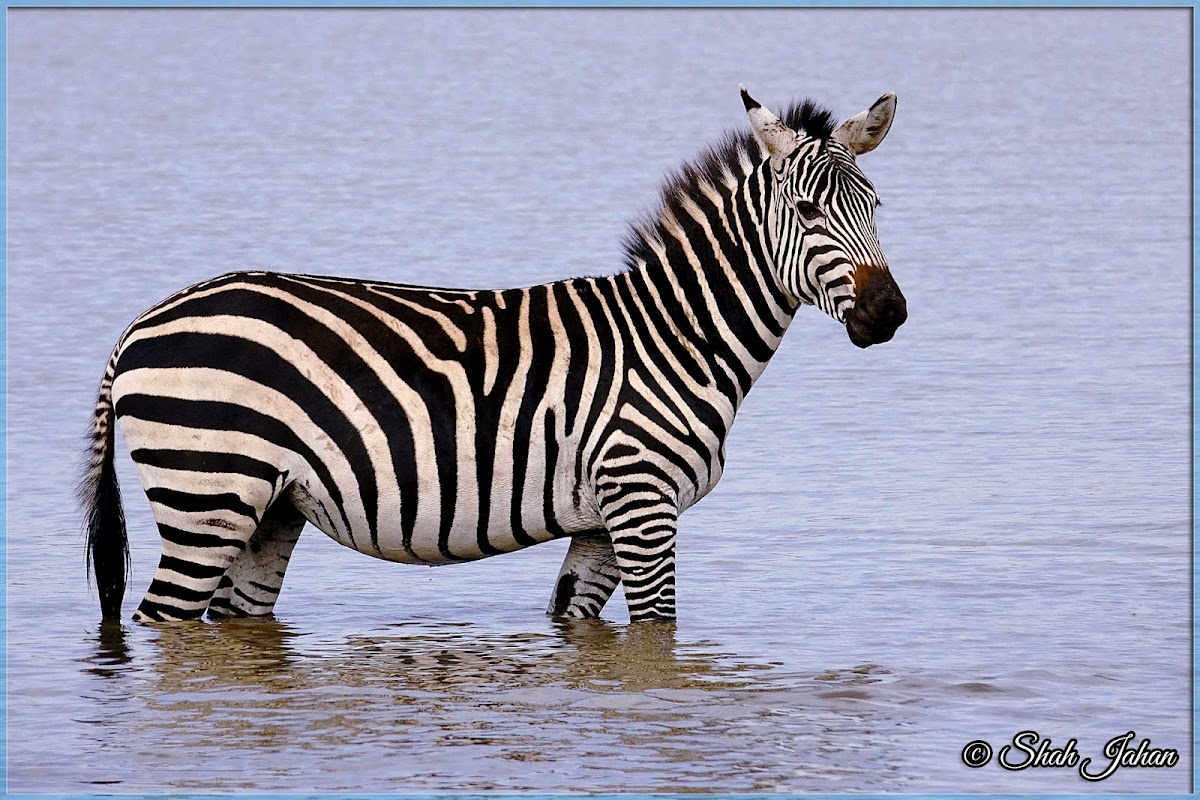 Plains Zebra