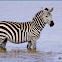 Plains Zebra