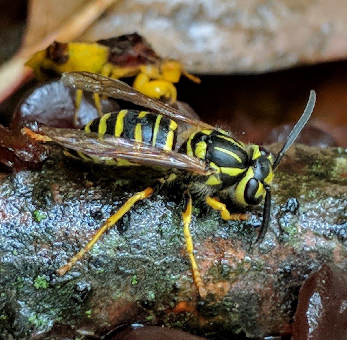 Southern Yellowjacket